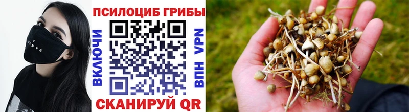 где можно купить наркотик  Гаджиево  Галлюциногенные грибы Magic Shrooms 